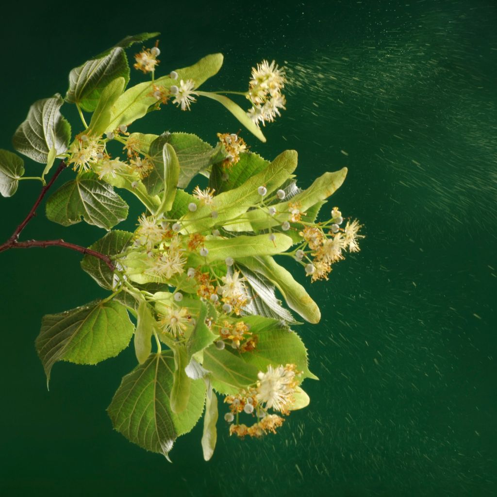 How Ayurveda Can Help Reduce Hay Fever Symptoms - ONE BIG LOVE